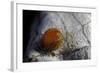 Atrophaneura Polyeuctes (Common Windmill) - Egg-Paul Starosta-Framed Photographic Print