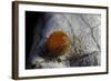 Atrophaneura Polyeuctes (Common Windmill) - Egg-Paul Starosta-Framed Photographic Print