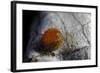 Atrophaneura Polyeuctes (Common Windmill) - Egg-Paul Starosta-Framed Photographic Print