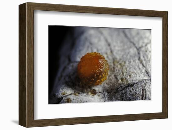 Atrophaneura Polyeuctes (Common Windmill) - Egg-Paul Starosta-Framed Photographic Print