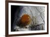 Atrophaneura Polyeuctes (Common Windmill) - Egg-Paul Starosta-Framed Photographic Print
