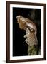 Atrophaneura Polyeuctes (Common Windmill) - Pupa-Paul Starosta-Framed Photographic Print