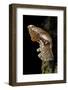 Atrophaneura Polyeuctes (Common Windmill) - Pupa-Paul Starosta-Framed Photographic Print