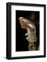 Atrophaneura Polyeuctes (Common Windmill) - Pupa-Paul Starosta-Framed Photographic Print