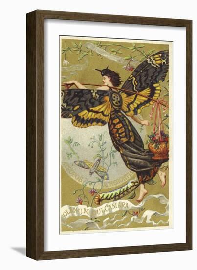 Atropos Acherontia, Solanum Dulcamara, Eau Des Carmes Boyer Perfume Victorian Trade Card-null-Framed Giclee Print