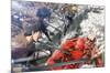 Attack on Titan - Battle-Trends International-Mounted Poster