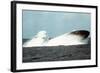 Attack Submarine Birmingham Conducting an Emergency Surfacing, Nov. 19, 1978-null-Framed Photo