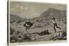 Attacked by an Ostrich, an Incident on a Farm at the Cape of Good Hope-null-Stretched Canvas