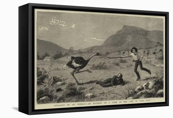 Attacked by an Ostrich, an Incident on a Farm at the Cape of Good Hope-null-Framed Stretched Canvas