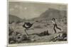 Attacked by an Ostrich, an Incident on a Farm at the Cape of Good Hope-null-Mounted Giclee Print