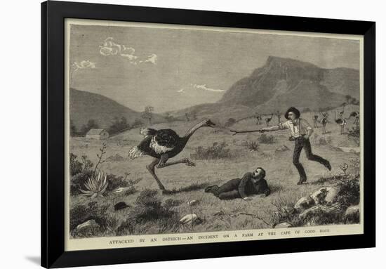 Attacked by an Ostrich, an Incident on a Farm at the Cape of Good Hope-null-Framed Giclee Print