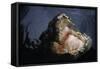 Attacking Saltwater Crocodile-W. Perry Conway-Framed Stretched Canvas