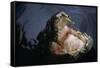 Attacking Saltwater Crocodile-W. Perry Conway-Framed Stretched Canvas