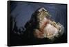 Attacking Saltwater Crocodile-W. Perry Conway-Framed Stretched Canvas