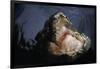 Attacking Saltwater Crocodile-W. Perry Conway-Framed Photographic Print