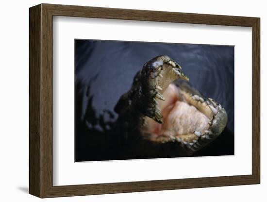 Attacking Saltwater Crocodile-W. Perry Conway-Framed Photographic Print