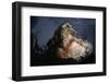 Attacking Saltwater Crocodile-W. Perry Conway-Framed Photographic Print