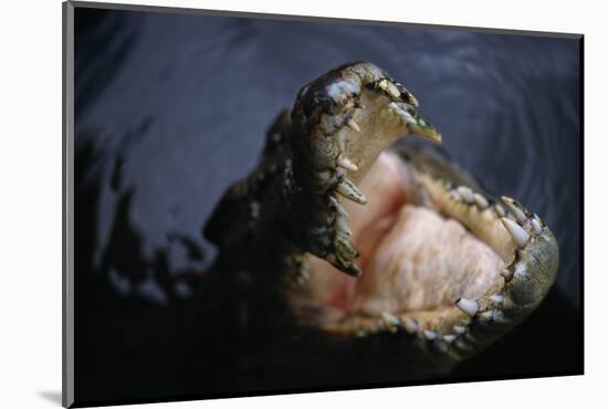 Attacking Saltwater Crocodile-W. Perry Conway-Mounted Photographic Print