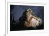 Attacking Saltwater Crocodile-W. Perry Conway-Framed Photographic Print