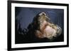 Attacking Saltwater Crocodile-W. Perry Conway-Framed Photographic Print