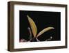 Attacus Atlas (Atlas Moth) - Antennae-Paul Starosta-Framed Photographic Print