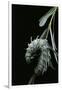 Attacus Atlas (Atlas Moth) - Caterpillar with Fleshy Spines-Paul Starosta-Framed Premium Photographic Print