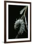 Attacus Atlas (Atlas Moth) - Caterpillar with Fleshy Spines-Paul Starosta-Framed Photographic Print