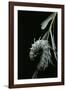 Attacus Atlas (Atlas Moth) - Caterpillar with Fleshy Spines-Paul Starosta-Framed Photographic Print