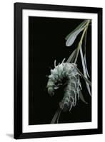 Attacus Atlas (Atlas Moth) - Caterpillar with Fleshy Spines-Paul Starosta-Framed Photographic Print