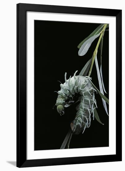 Attacus Atlas (Atlas Moth) - Caterpillar with Fleshy Spines-Paul Starosta-Framed Photographic Print