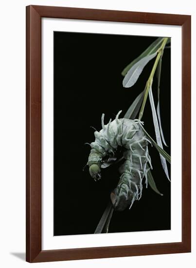 Attacus Atlas (Atlas Moth) - Caterpillar with Fleshy Spines-Paul Starosta-Framed Photographic Print