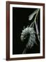 Attacus Atlas (Atlas Moth) - Caterpillar with Fleshy Spines-Paul Starosta-Framed Photographic Print