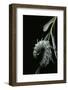 Attacus Atlas (Atlas Moth) - Caterpillar with Fleshy Spines-Paul Starosta-Framed Photographic Print