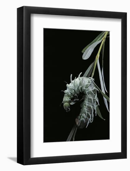 Attacus Atlas (Atlas Moth) - Caterpillar with Fleshy Spines-Paul Starosta-Framed Photographic Print