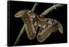 Attacus Atlas (Atlas Moth) - Female-Paul Starosta-Framed Stretched Canvas