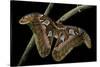 Attacus Atlas (Atlas Moth) - Female-Paul Starosta-Stretched Canvas