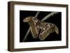 Attacus Atlas (Atlas Moth) - Female-Paul Starosta-Framed Photographic Print