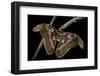 Attacus Atlas (Atlas Moth) - Female-Paul Starosta-Framed Photographic Print