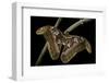 Attacus Atlas (Atlas Moth) - Female-Paul Starosta-Framed Photographic Print