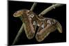 Attacus Atlas (Atlas Moth) - Female-Paul Starosta-Mounted Photographic Print