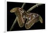 Attacus Atlas (Atlas Moth) - Female-Paul Starosta-Framed Photographic Print