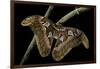 Attacus Atlas (Atlas Moth) - Female-Paul Starosta-Framed Photographic Print