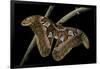 Attacus Atlas (Atlas Moth) - Female-Paul Starosta-Framed Photographic Print