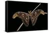 Attacus Atlas (Atlas Moth) - Male-Paul Starosta-Framed Stretched Canvas