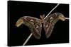 Attacus Atlas (Atlas Moth) - Male-Paul Starosta-Stretched Canvas