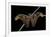 Attacus Atlas (Atlas Moth) - Male-Paul Starosta-Framed Photographic Print