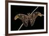 Attacus Atlas (Atlas Moth) - Male-Paul Starosta-Framed Photographic Print