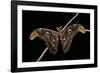 Attacus Atlas (Atlas Moth) - Male-Paul Starosta-Framed Photographic Print