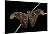 Attacus Atlas (Atlas Moth) - Male-Paul Starosta-Mounted Photographic Print