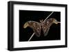 Attacus Atlas (Atlas Moth) - Male-Paul Starosta-Framed Photographic Print